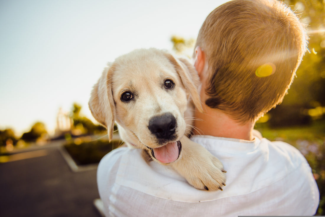 How to Choose the Perfect Dog T-Shirt: Style Guide